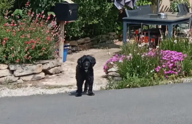 chien lost   63920 Peschadoires Babouche