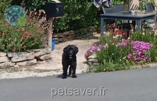 perro perdido 63920 Peschadoires Babouche perro lost 63920 Peschadoires Babouche