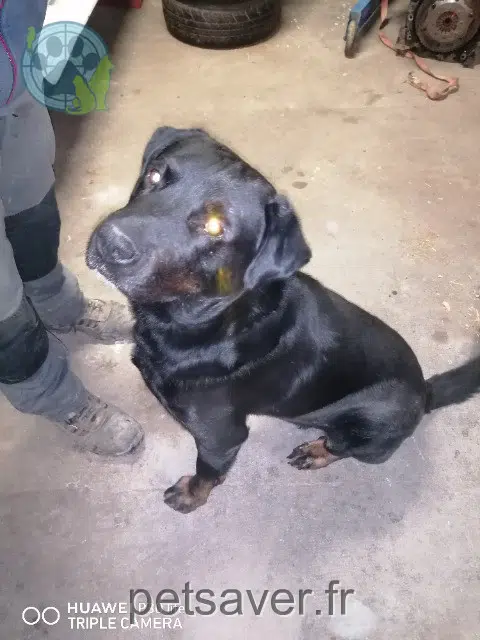 perro lost   63190 Lezoux Bruse