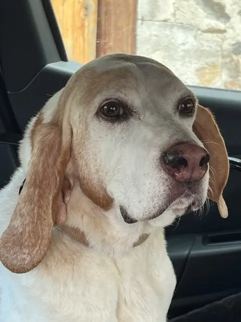 chien lost   63200 Riom Charly