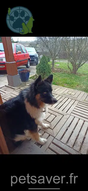 chien lost   63380 Pontaumur Chocolat