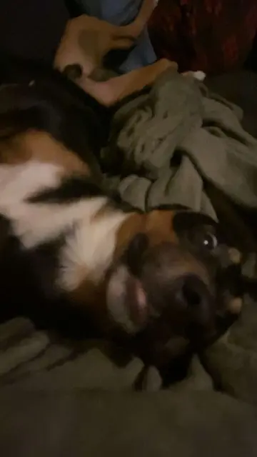 chien lost    Clermont-Ferrand Albergaria