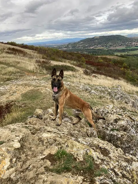 chien lost    Clermont-Ferrand Oscar