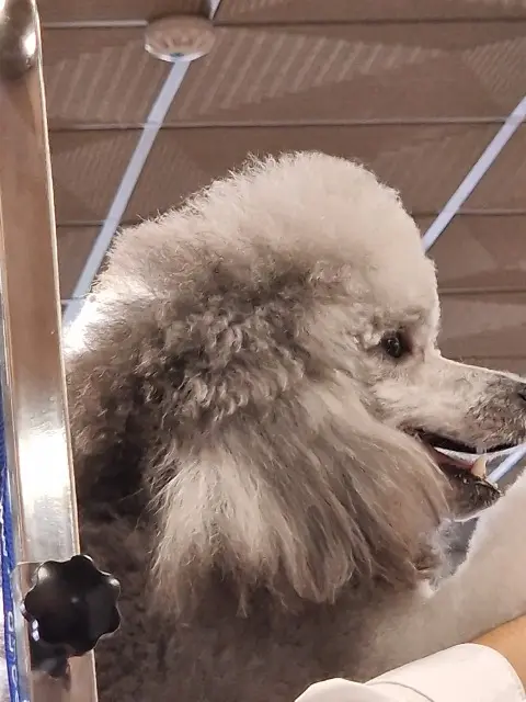 chien lost    Clermont-Ferrand Vadim