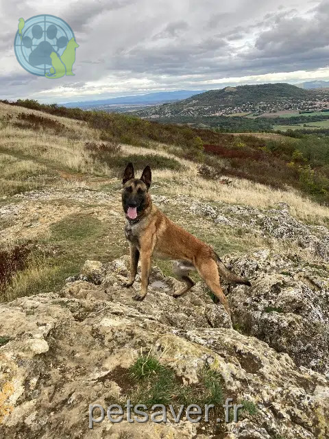 chien lost    Clermont-Ferrand Oscar