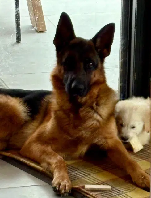 chien lost   63800 Cournon-d'Auvergne Falco