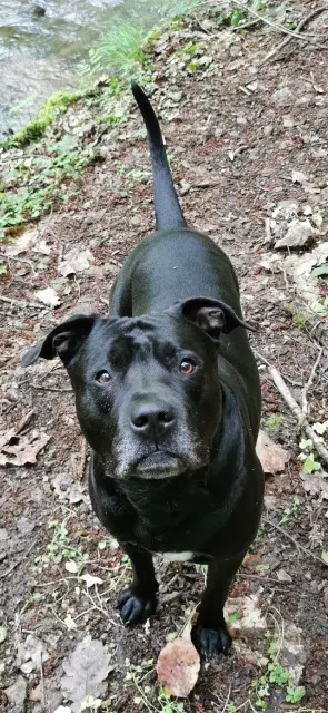 chien lost   63600 Ambert Hyro