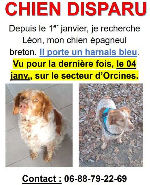 Hund vermisst 63870 Orcines Léon Hund lost 63870 Orcines Léon