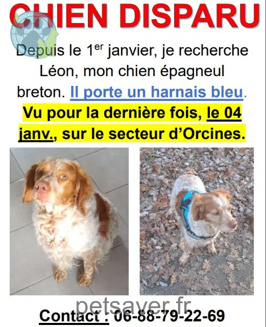 cão perdido 63870 Orcines Léon cão lost 63870 Orcines Léon
