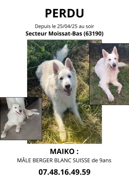 chien lost   63190 Moissat Maïko