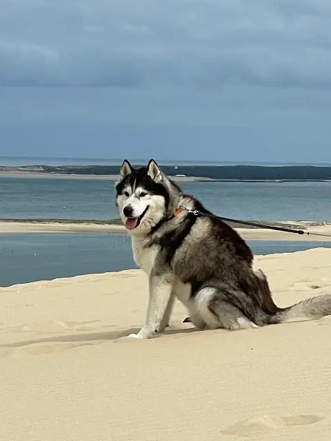 chien lost    Mur-sur-Allier Jack