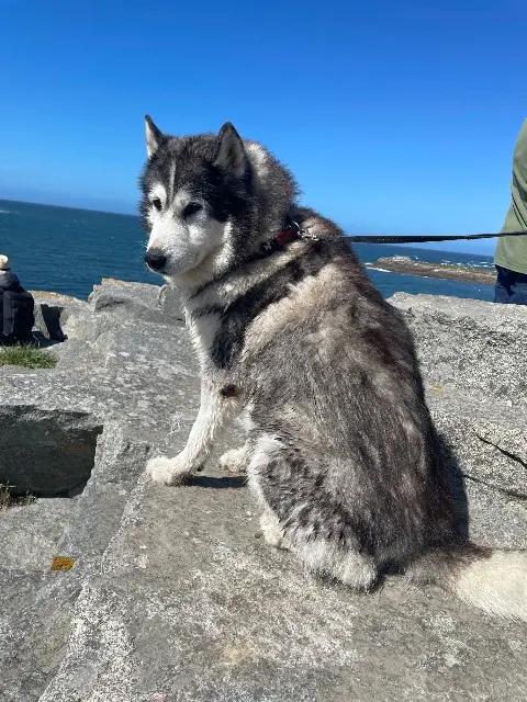 chien lost    Mur-sur-Allier Jack