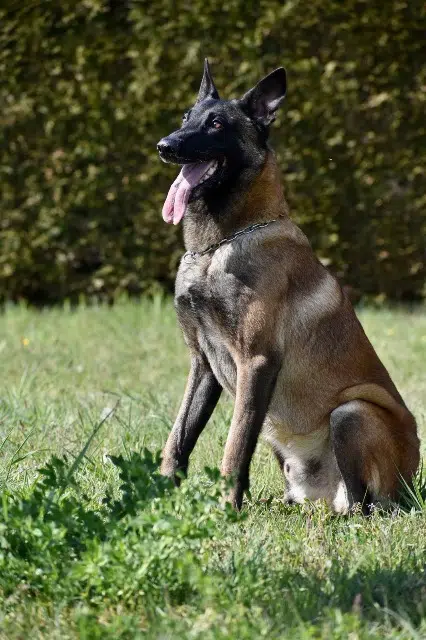 chien lost   63190 Orléat Nani