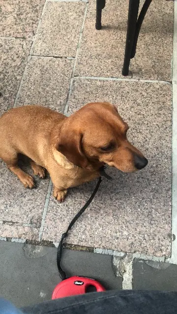 chien lost   63350 Culhat Nestor