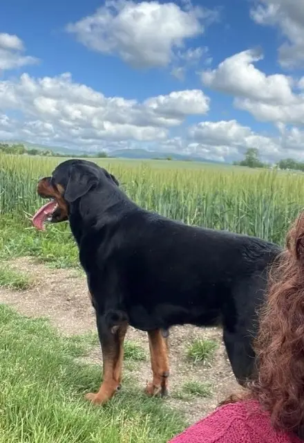 chien lost   63200 Davayat Pantoufle