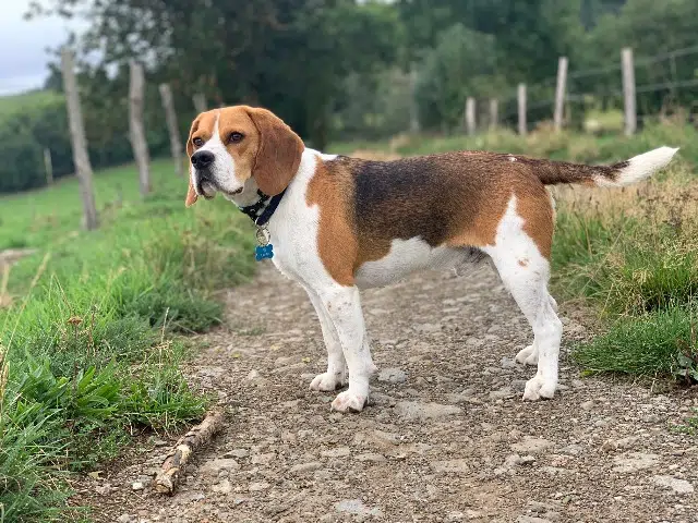 chien lost   63122 Saint-Genès-Champanelle Ralph