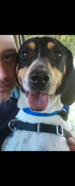 chien lost   63300 Thiers Tom pouce