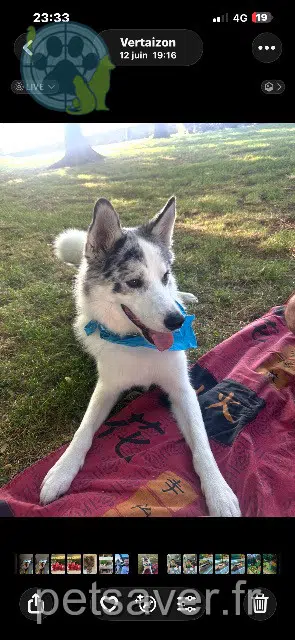 chien lost   63920 Peschadoires Tsuki