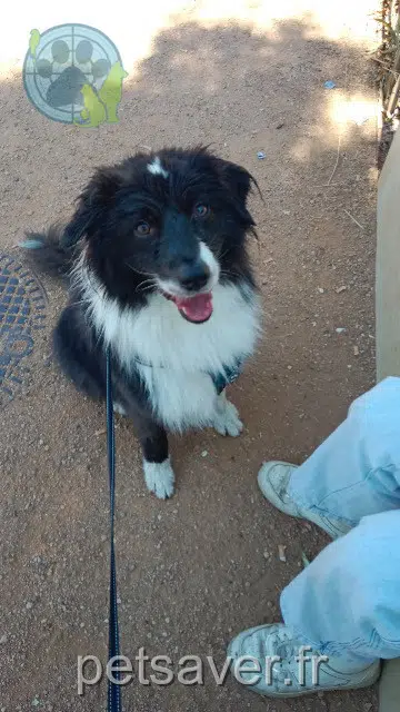 chien lost 63230 Pontgibaud Voji