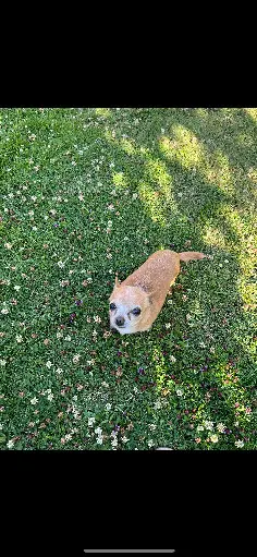 Chien Perdu CZ-64 Jihomoravský kraj Brno Chien Perdu CZ-64 Jihomoravský kraj Brno