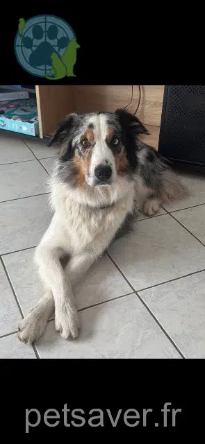 chien lost   64150 Os-Marsillon Aiko