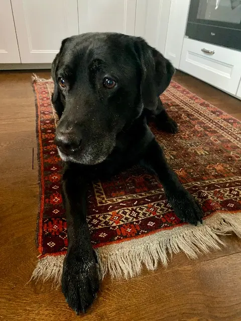 chien lost   64340 Boucau Auguste