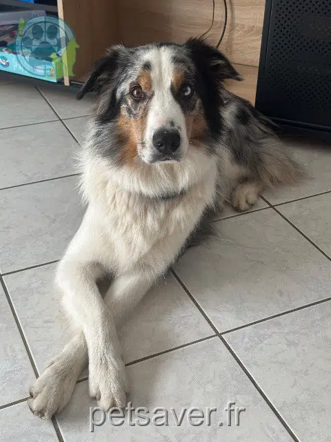 chien lost   64150 Os-Marsillon Aïko