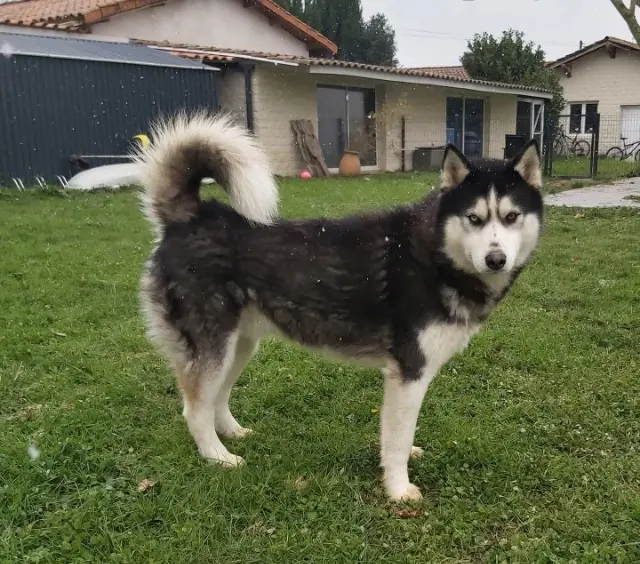 chien lost   64390 Abitain Bounty