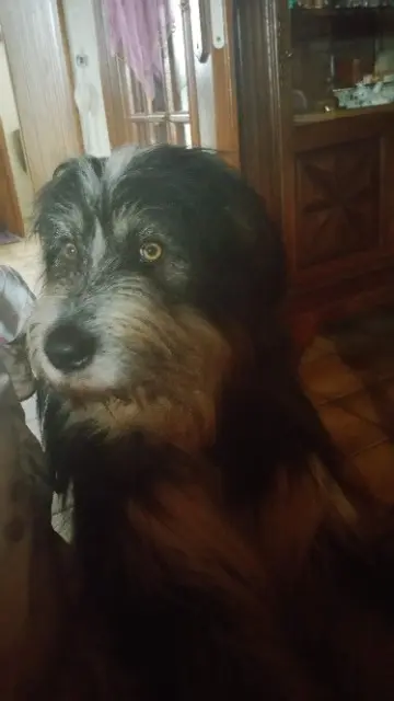 chien lost   64270 Bellocq DIUK