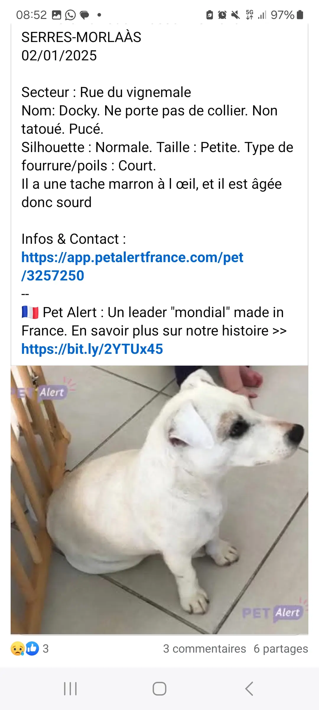 Chien Perdu 64 Pyrénées-Atlantiques - Docky Chien Perdu 64 Pyrénées-Atlantiques - Docky