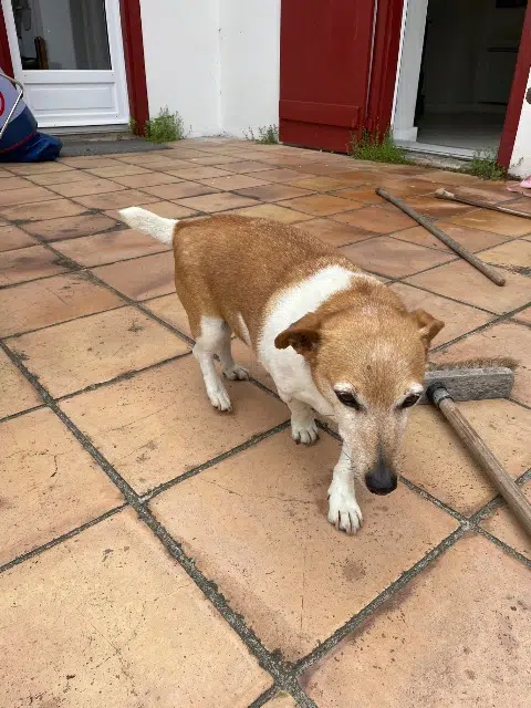 chien lost   64200 Arcangues Fanfan