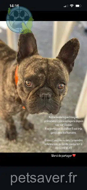 cane lost   64130 Viodos Francis