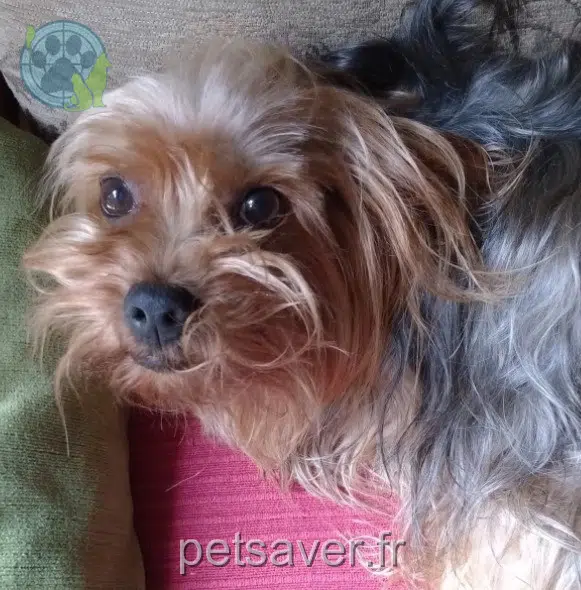 chien lost   64250 Espelette Guizmo