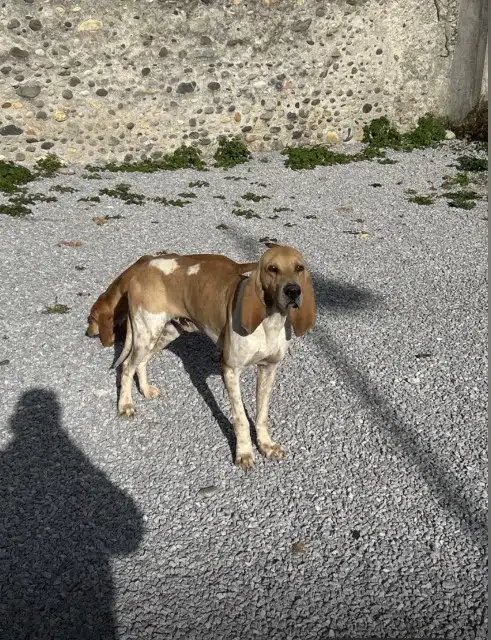 chien lost   64230 Bougarber Hurleur