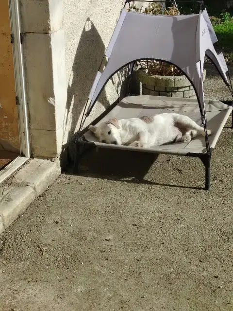 chien lost   64160 Coslédaà-Lube-Boast Iholdy