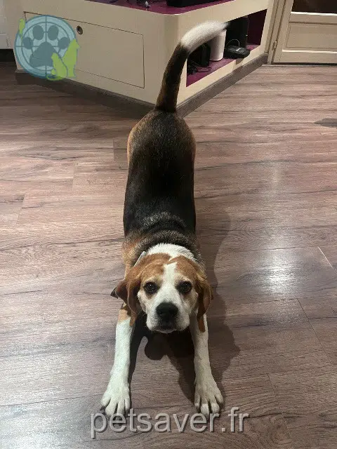 chien lost   64450 Astis Jasper