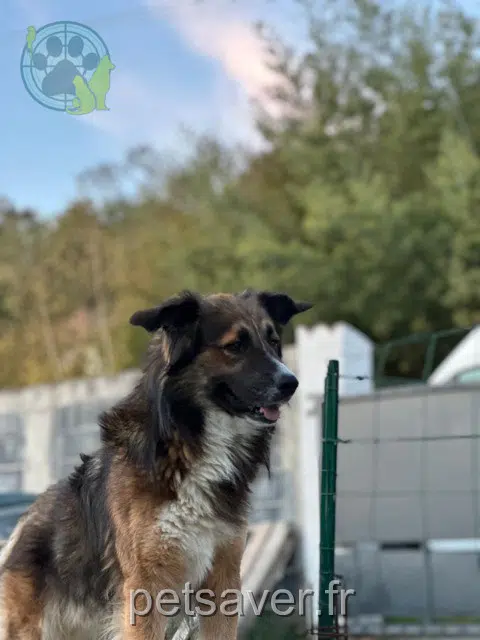 chien lost   64420 Andoins Kibouch