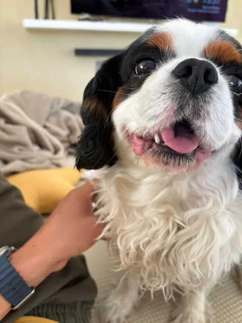 chien lost   64300 Saint-Boès Magneto
