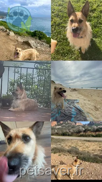 cane perso 64400 Oloron-Sainte-Marie Max cane lost 64400 Oloron-Sainte-Marie Max
