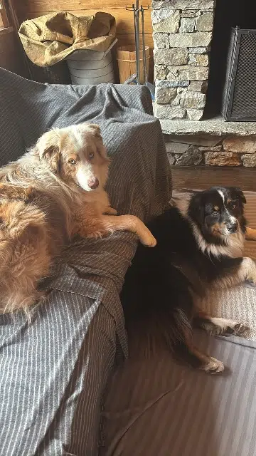 chien lost   64400 Esquiule Max