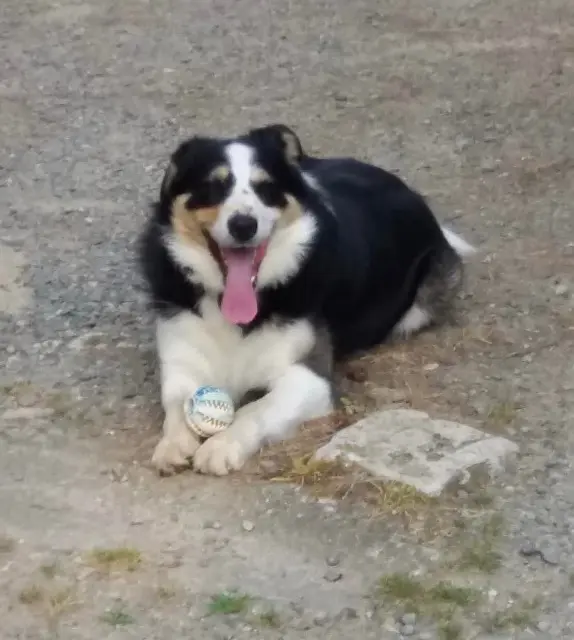 chien lost   64110 Jurançon Milou