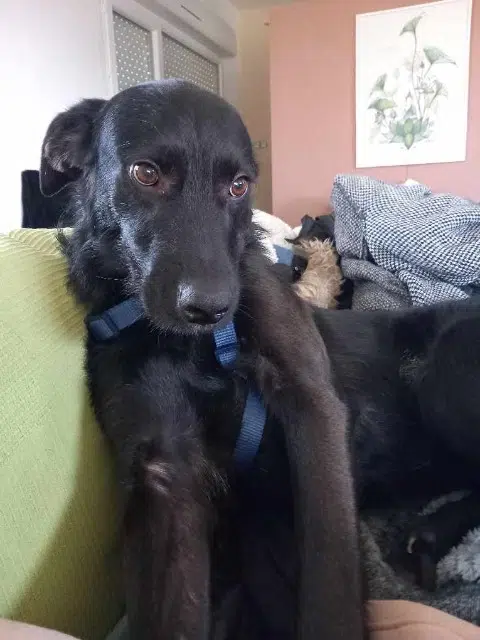 chien lost   64160 Morlaàs Néo