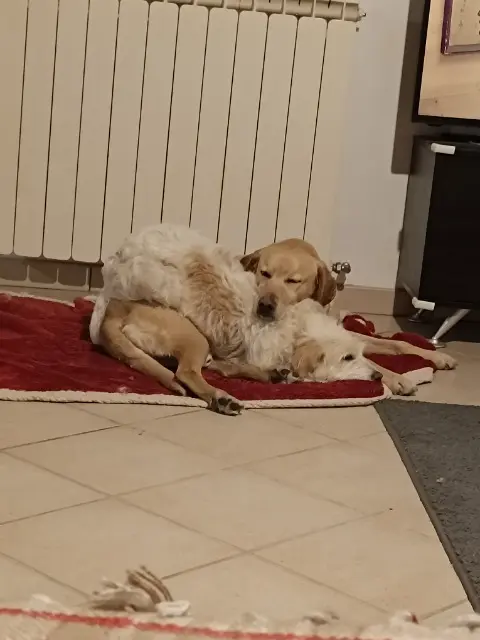 chien lost   64330 Baliracq-Maumusson Oura nawak