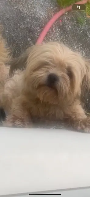 chien lost   64000 Pau Eliot