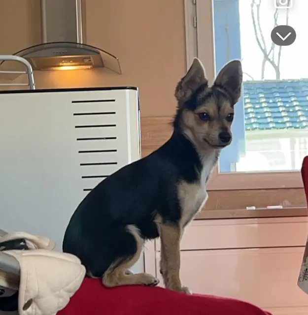 chien lost   64000 Pau Flocon
