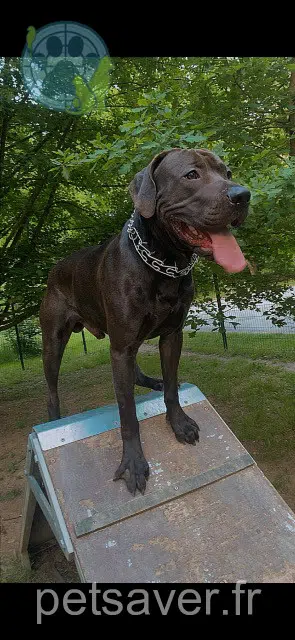 dog lost   64140 Billère Roy