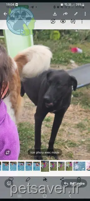 perro lost   64270 Puyoô Sherkane