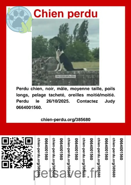 perro perdido 64390 Abitain Shiba perro lost 64390 Abitain Shiba
