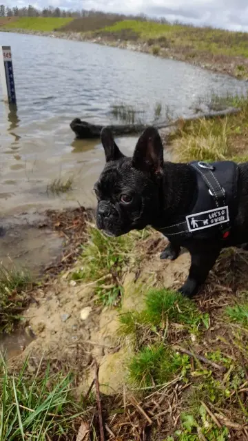 chien lost   64230 Momas Stich