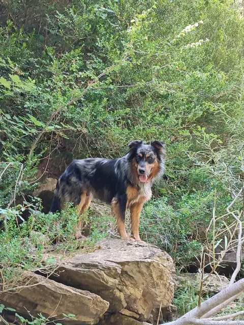 chien lost   64260 Buzy Tipi